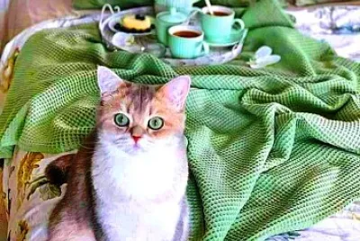 gato jigsaw puzzle