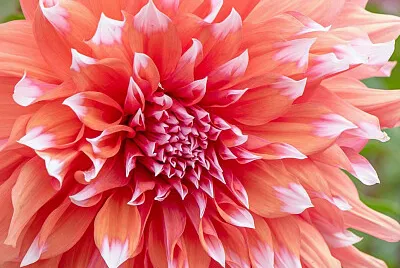Dalia jigsaw puzzle