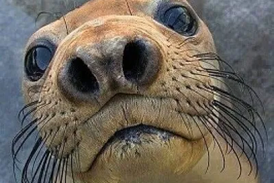 Enfoca