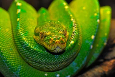 Serpiente jigsaw puzzle