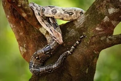 Serpiente jigsaw puzzle