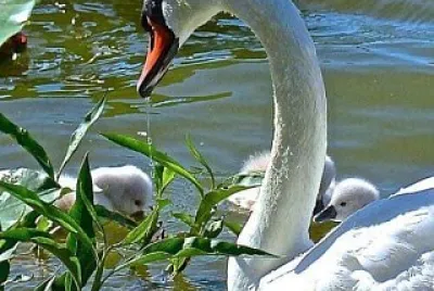animales