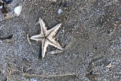 Stella marina