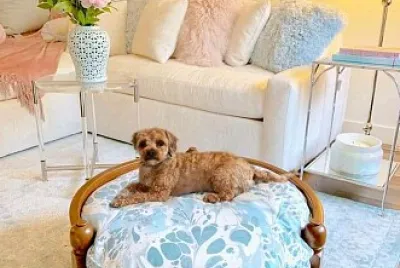 perro