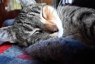Gatita Hermosa