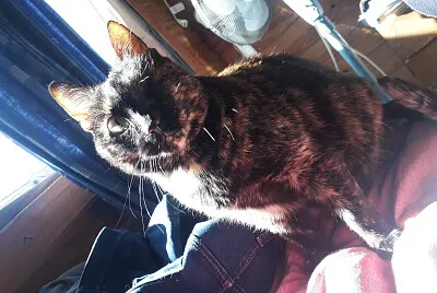 Gatita linda