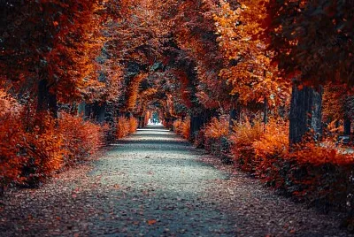 avenida jigsaw puzzle