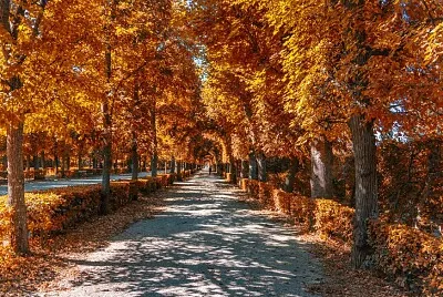 Avenida jigsaw puzzle