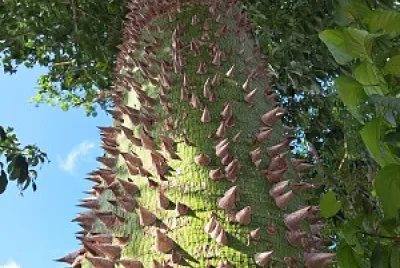 ARBOL DE LOS MAYAS