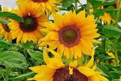 Girasoles