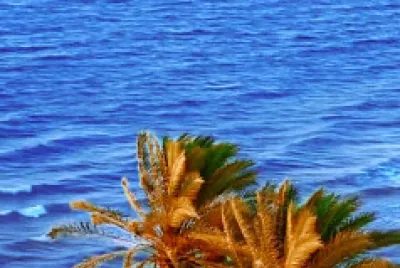 Palmeras