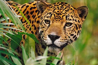 Jaguar
