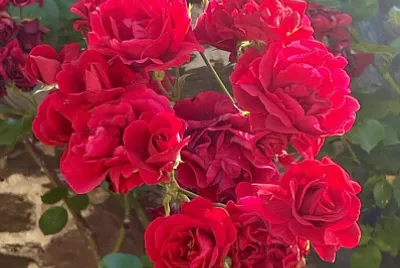 Rosas