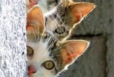 gato