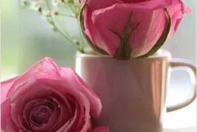 Rosas