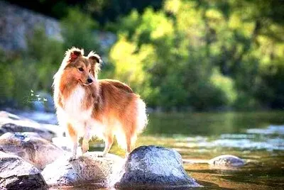perro