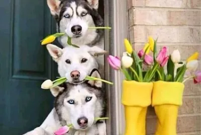 perro