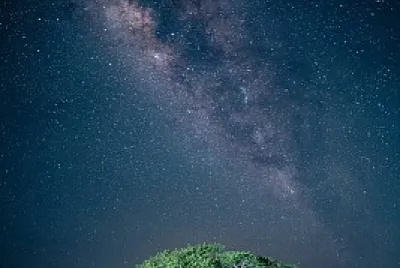 Arbol, lluvia, via lactea cielo nocturno