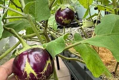 פאזל של eggplant