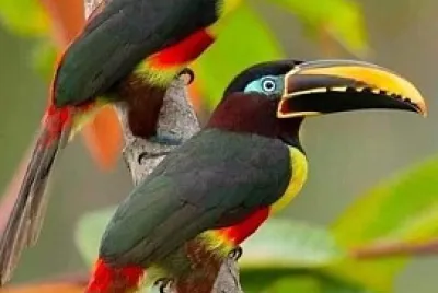 Pareja