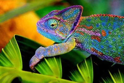 camaleon
