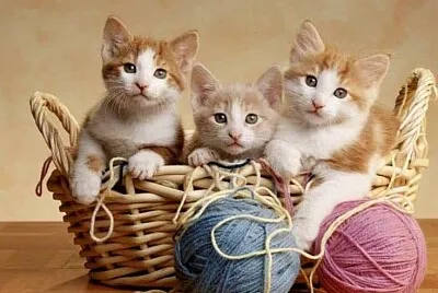 gato