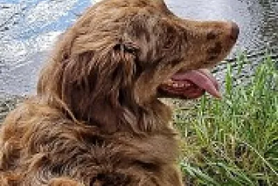 Chien jigsaw puzzle