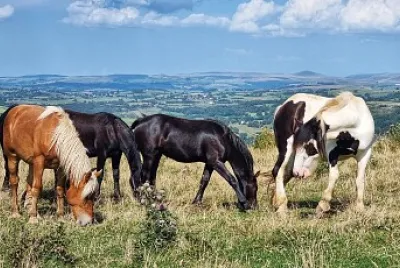 chevaux jigsaw puzzle