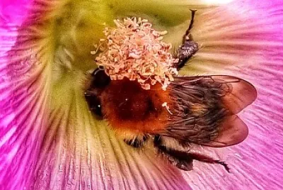 mouche jigsaw puzzle