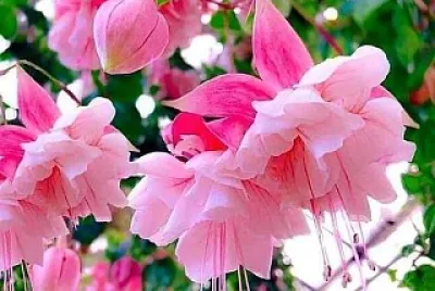 Flores