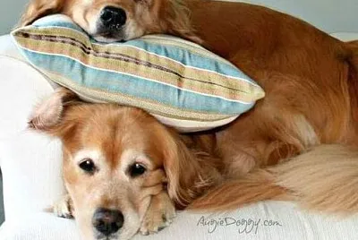 perro