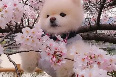 perro