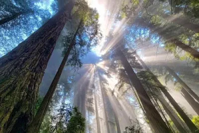 Bosque jigsaw puzzle