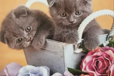 gato