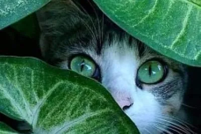 gato