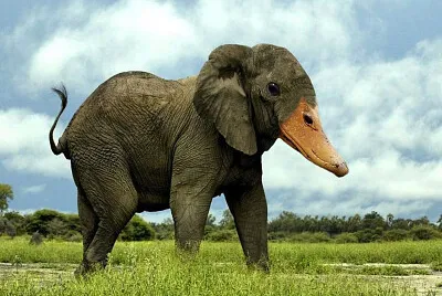 פאזל של Ela Duck