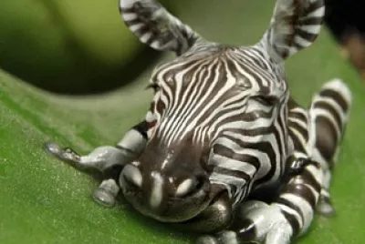 פאזל של Zebra Frog