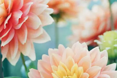 Flores