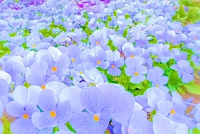 Flores