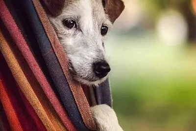 perro
