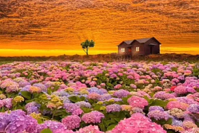 Hortensias