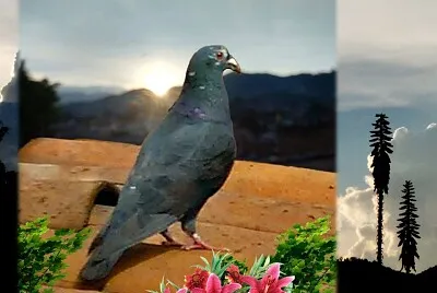 Príncipe