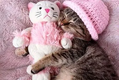 gato