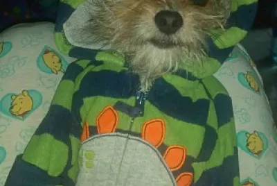 perro