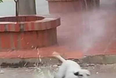 perro