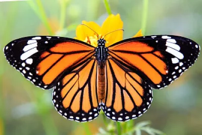 Mariposa jigsaw puzzle