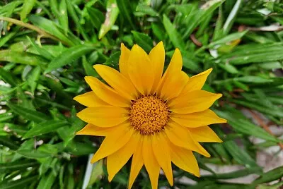 Una bella flor amarilla