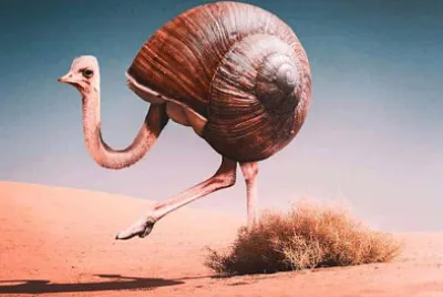 ostrich snail