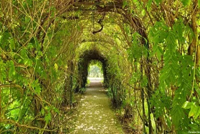 Tunnel de feuillages dans le parc du château du Cl