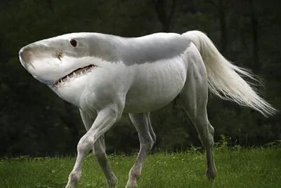 shark horse